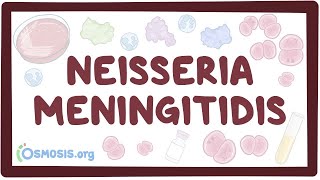 Neisseria meningitidis  an Osmosis Preview [upl. by Andris]