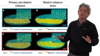 Mike Levine UC Berkeley Part 2 Transcriptional Precision Shadow Enhancers [upl. by Alpheus]