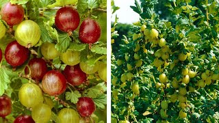 How to Grow Gooseberries Easy Fruit Planting Guide [upl. by Asilla]