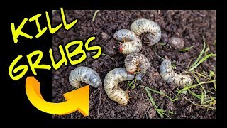 How to Kill Lawn Grubs [upl. by Arhna]