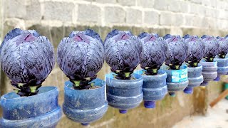 Growing Queen Cabbage at Home  Dark Cabbage Specialty Cabbage [upl. by Edualc346]