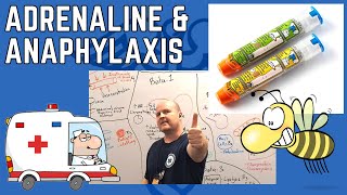 Why Adrenaline is Vital for Anaphylaxis Understanding Adrenergic Receptors [upl. by Syhr327]