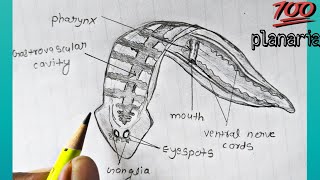 Classification of animals Phylum  platyhelminthes  How to draw planaria labelled diagram [upl. by Anaya]