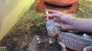 Trying To Cure My Bearded Dragon Of Internal Parasites [upl. by Anitsirhcairam]