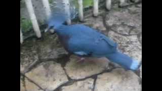 Victoria Crowned Pigeon with booming call [upl. by Hgeilyak]