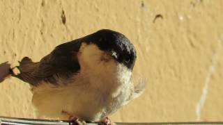 Avión común Delichon urbicum Vídeo 2 [upl. by Trisha274]