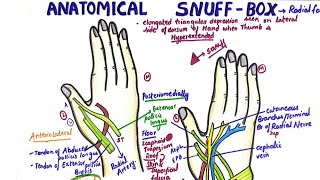 Anatomical Snuff Box  Radial Fossa Anatomy [upl. by Kilby579]