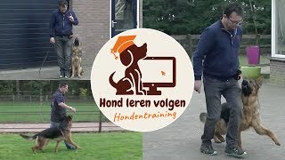 Hond leren volgen [upl. by Prager240]