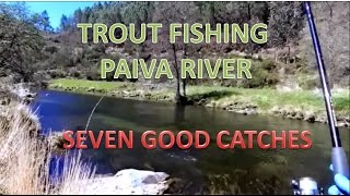 Trout fishing on Paiva River  seven good catches [upl. by Placido79]