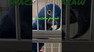 TALKING HYACINTH MACAW 🦜 short [upl. by Carolee]