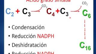 FORMACIÓNSintesis DE ACIDOS GRASOS [upl. by Klump]