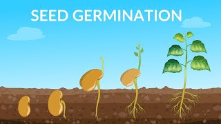 Seed germination process by plant muskanstudyworld seedgermination [upl. by Seraphina]