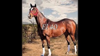 El 40 Vs El Rolex 400 Yardas  Carreras de Phoenix Arizona  Mexican Horse races [upl. by Kyla923]