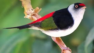 Pin Tailed Manakin Bird [upl. by Weingartner]