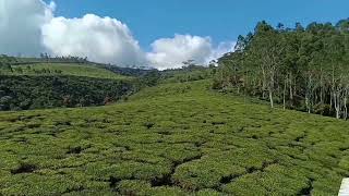 Kebun Teh Kaligua Brebes [upl. by Rabbaj]