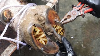 Cut Trim and Cleaning Screw with Nails WAS STUCK IN cows hoof [upl. by Ynneh762]