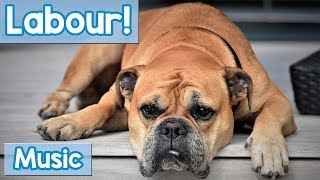 Soothing Music for Dogs in Labour Relaxing Music to Calm and Soothe Your Dog While They Give Birth [upl. by Oirretno]