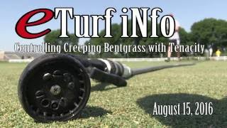 eTurf iNfo Controlling Escaped Creeping Bentgrass  August 16 2016 [upl. by Nnov356]