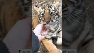 This man adopted a weak tiger cub and then this happened animalshorts shortvideo [upl. by Yahsan974]