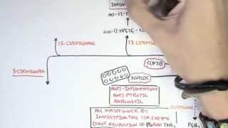 Part II  Aracidonic Acid Metabolites [upl. by Kutzenco]