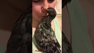 monika paloma music song love cover live birds parrot smartphone paloma pigeonloverpiggy [upl. by Nylanaj]