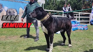 SARISI KARASI BOZU HEPSİ BİRBİRİNDEN HARİKA KÖPEKLER [upl. by Napas]