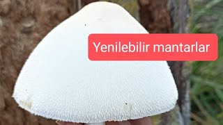 Sakallı Yumurta mantarı Volvariella bombycina [upl. by Trill]