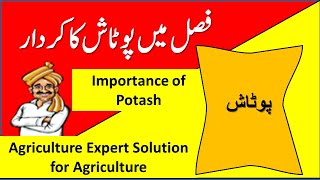 Role of Potash in Plant  Importance of potash  Urdu  Hindi [upl. by Gav]