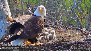 Little Miami Conservancy Bald Eagle 07042024 1843 [upl. by Dawkins]