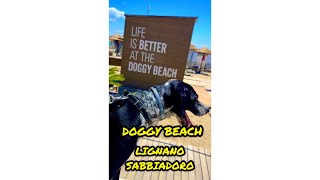 DOGGY BEACH LIGNANO SABBIADORO [upl. by Hatfield]