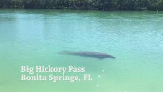 Manatee Big Hickory [upl. by Narcissus]