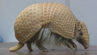 Amazing Armadillo [upl. by Kato891]