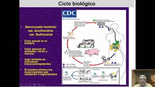 SAP104quotABquotSARCOSPORIDIASIS SARCOCYSTISSIGNOSESPECIES vd17 DR JOSÉ LVACA ENFERMPARASITARIAS II [upl. by Tristas297]