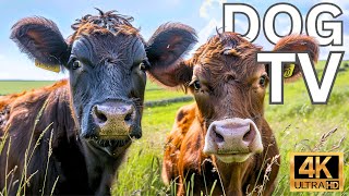 Videos for Dogs 4K Dog TV  2 Hours of Calming Cows in the field for Anxious Dogs White Noise [upl. by Alyakim330]