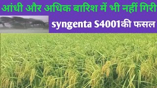 आंधी और अधिक बारिश में भी नहीं गिरी syngenta S4001की फसल मोटे वजनदार दाने 130 दिन।। [upl. by Bennink]