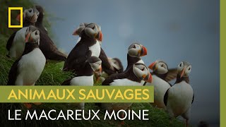 Connaissezvous le macareux moine lune des plus étranges créatures de lArctique [upl. by Agatha]