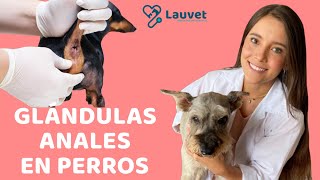 GLÁNDULAS ANALES EN PERROS  Todo lo que debes saber  Lauvet [upl. by Yrolam]