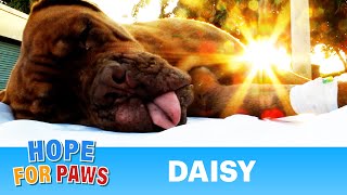 Hope For Paws in Florida  Daisy Dogue de Bordeaux rescue French Mastiff  Please share story [upl. by Simpkins]