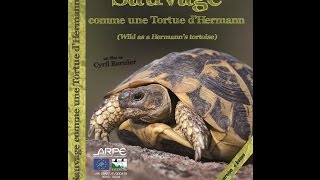 Sauvage comme une Tortue dHermann – Film documentaire Life version longue [upl. by Neetsuj]