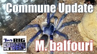 M balfouri Communal Setup Update  January 2019 [upl. by Eat]