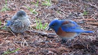 Western Bluebirds in the Springtime California [upl. by Sergeant275]