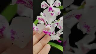 Vanda luzonica flowers orchid [upl. by Odranreb294]