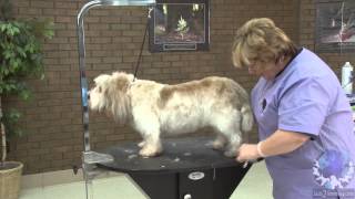 How to Groom a Pet Petit Basset Griffon Vendéen with Lisa Leady [upl. by Moreta]