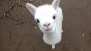 ❤ Cute and Adorable Baby Alpacas ❤ [upl. by Slin925]