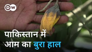 पाकिस्तान के आम पर मौसम की मार Pakistan farmers pin poor mango crop on climate change [upl. by Alyt]