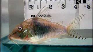 Corydoras septentrionalis Longnosed cory [upl. by Simaj122]