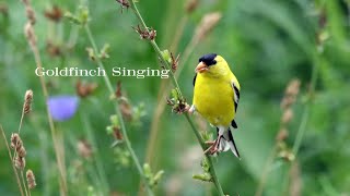 Listen to the American Goldfinchs Beautiful Call [upl. by Bevan2]