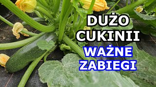 Chcesz mieć DUŻO CUKINII  Wykonuj te Zabiegi  Białe plamy Podlewanie Nawożenie Kwiaty Uprawa [upl. by Naletak377]