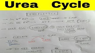 Urea Cycle  Part 4  Energetics  TCML Biochemistry Lectures [upl. by Yaral]