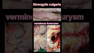 Strongylus Vulgaris in horses medvetlife animallove horses doglover animals facts [upl. by Nilcaj]